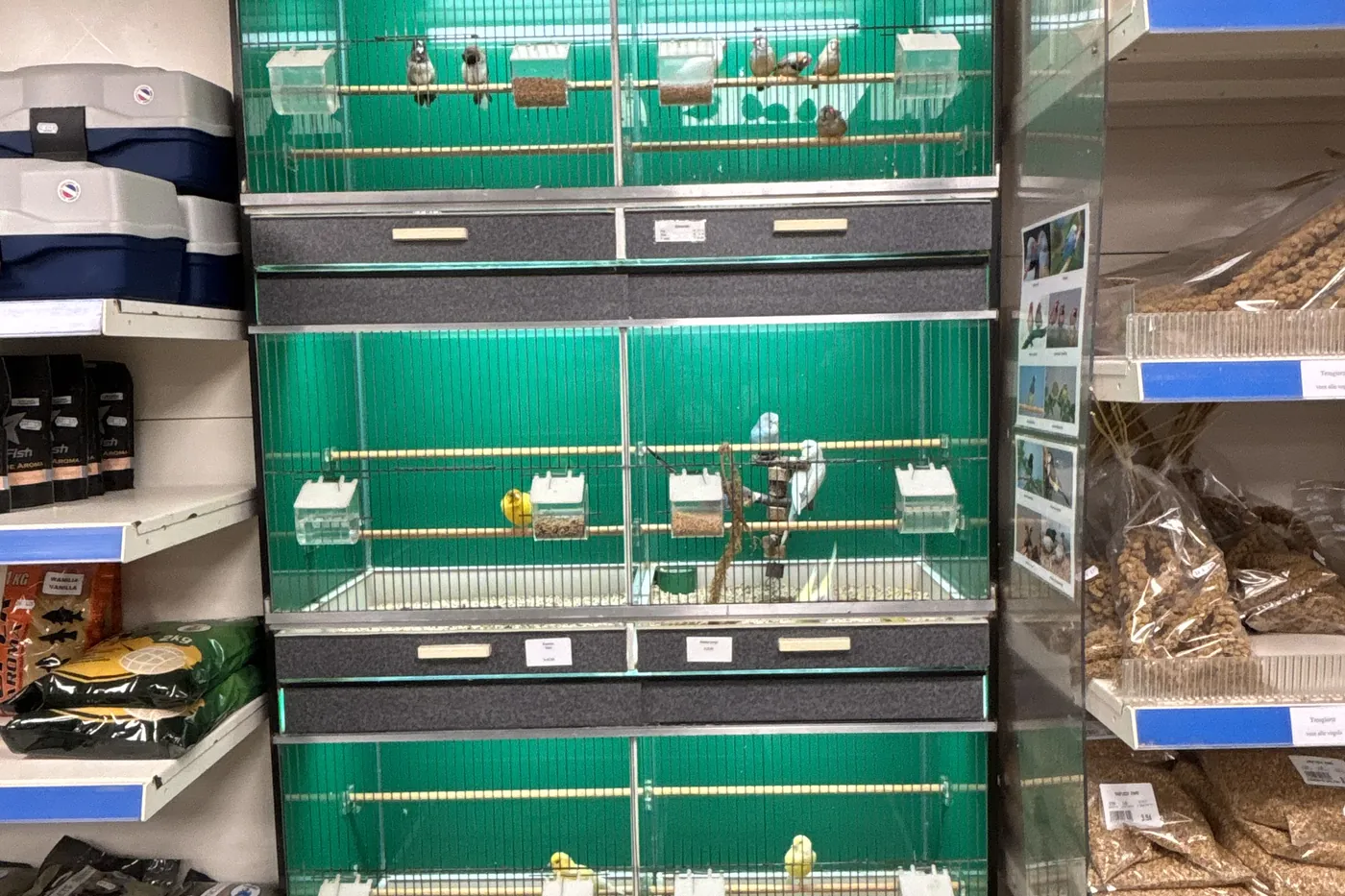 De groene volière in de winkel, met parkieten op de zitstokken